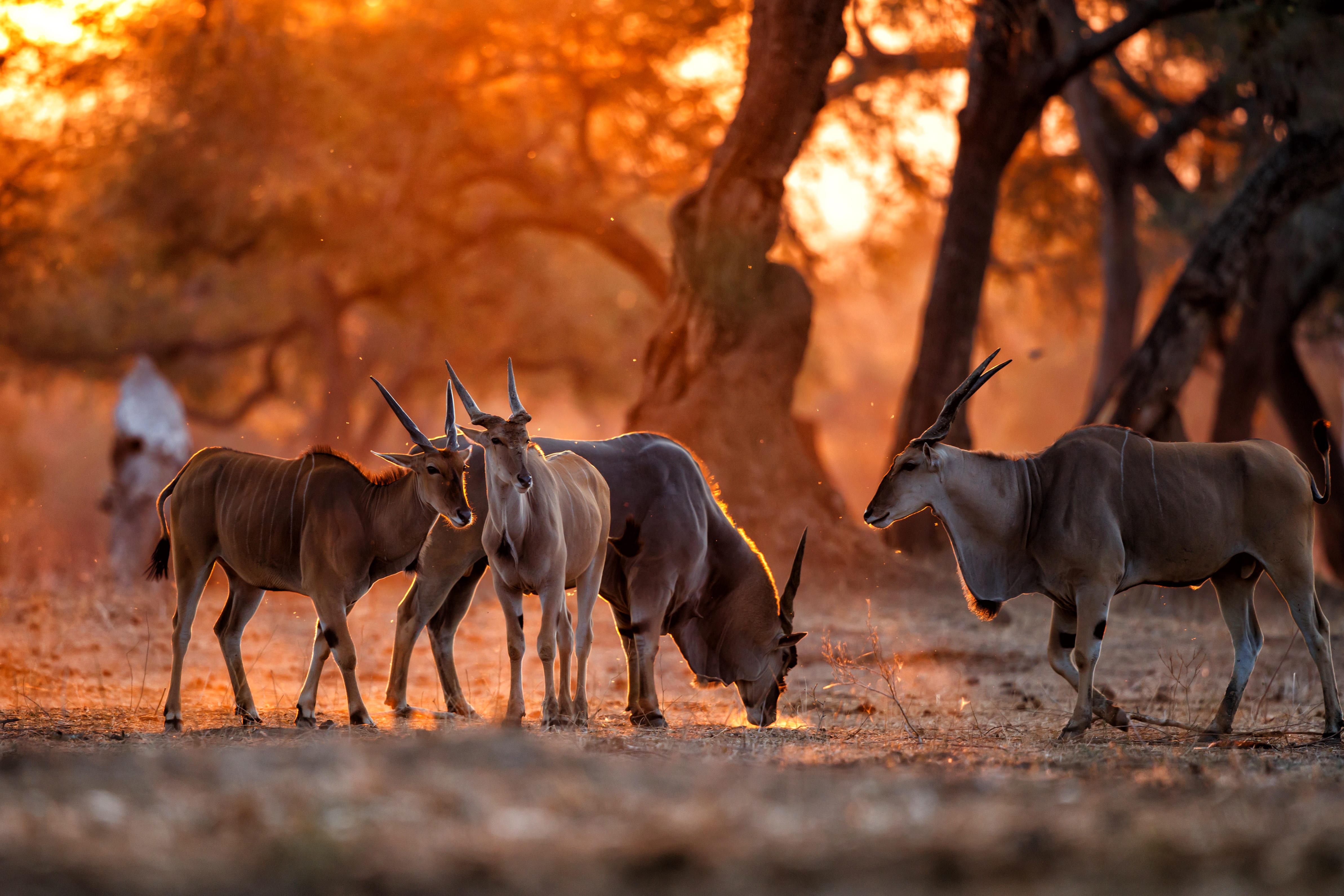 Dancing with the Wild: Shantanu’s Love Story Amidst the Heartbeat of Africa