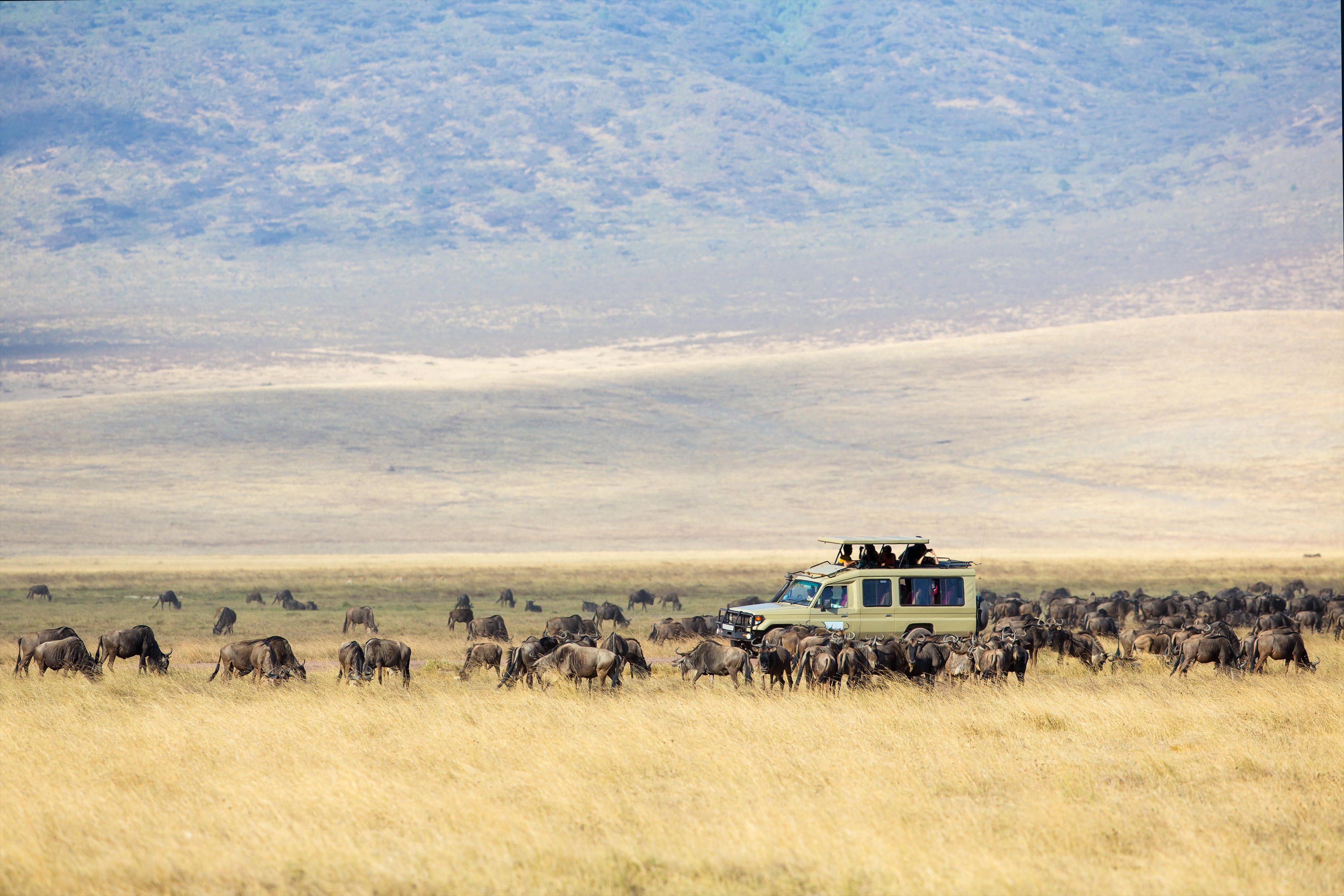 Safari, Sunsets and Soulful Bonds: Ritu’s Tanzania Trip Thrillophilia Review