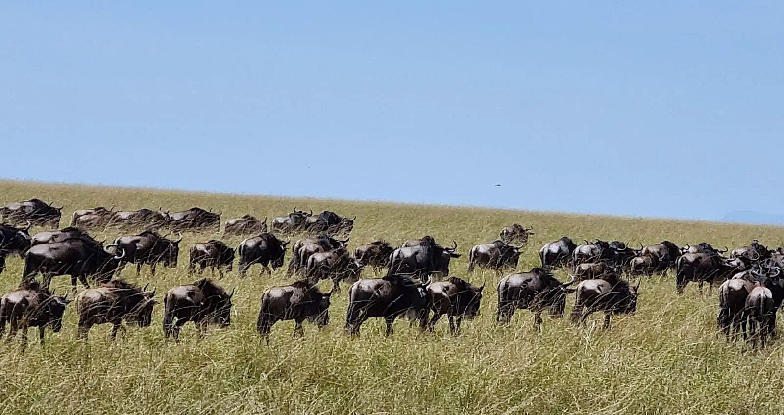 Siddhi’s Kenya Trip Review with Thrillophilia: A Journey Through the Wild